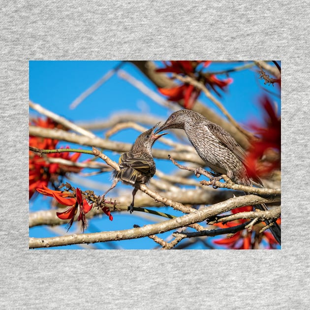 Little Wattle Birds: Feeding Time by AndrewGoodall